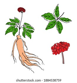 Dibujo de hojas y raíz de ginseng. Dibujo de la raíz y el vector de berry de Ginseng. Un boceto de una planta medicinal. Diseño gráfico lineal. 