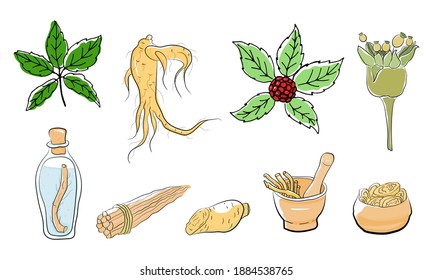 Drawing of leaves and root of ginseng. Ginseng root and berry vector drawing. A sketch of a medicinal plant. Linear graphic design. 