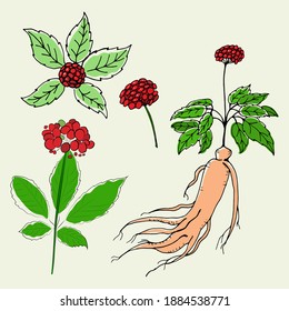 Dibujo de hojas y raíz de ginseng. Dibujo de la raíz y el vector de berry de Ginseng. Un boceto de una planta medicinal. Diseño gráfico lineal. 