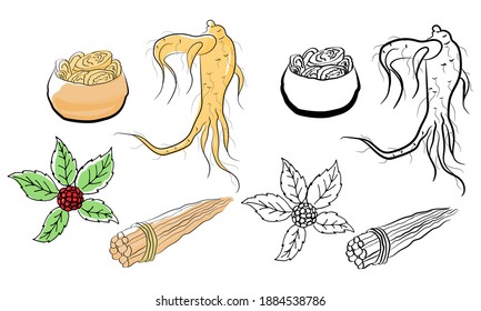 Dibujo de hojas y raíz de ginseng. Dibujo de la raíz y el vector de berry de Ginseng. Un boceto de una planta medicinal. Diseño gráfico lineal. 
