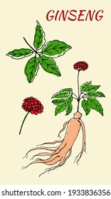 Drawing of leaves and root of ginseng. Ginseng root and berry vector drawing. A sketch of a medicinal plant. Linear graphic design. Black and white image. 