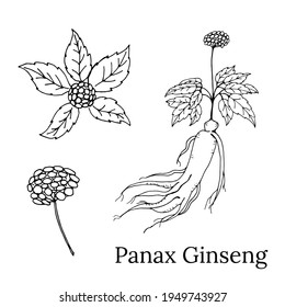 Drawing of leaves and root of ginseng. Ginseng root and berry vector drawing. A sketch of a medicinal plant. Linear graphic design. 