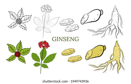 Zeichnung von Blättern und Wurzel von Ginseng. Ginseng-Wurzel- und Beerenvektorzeichnung. Eine Skizze einer Heilpflanze. Lineares Grafikdesign. 