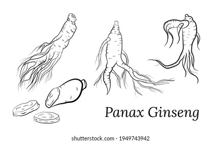 Drawing of leaves and root of ginseng. Ginseng root and berry vector drawing. A sketch of a medicinal plant. Linear graphic design. 