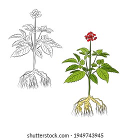 Drawing of leaves and root of ginseng. Ginseng root and berry vector drawing. A sketch of a medicinal plant. Linear graphic design. 