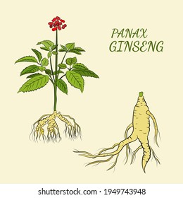Drawing of leaves and root of ginseng. Ginseng root and berry vector drawing. A sketch of a medicinal plant. Linear graphic design. 