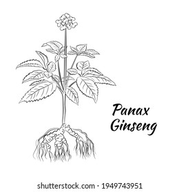 Drawing of leaves and root of ginseng. Ginseng root and berry vector drawing. A sketch of a medicinal plant. Linear graphic design. 
