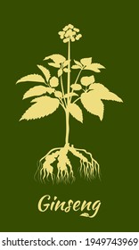 Drawing of leaves and root of ginseng. Ginseng root and berry vector drawing. A sketch of a medicinal plant. Linear graphic design. 