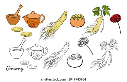 Drawing of leaves and root of ginseng. Ginseng root and berry vector drawing. A sketch of a medicinal plant. Linear graphic design. 
