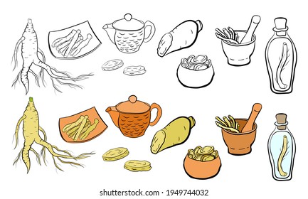 Drawing of leaves and root of ginseng. Ginseng root and berry vector drawing. A sketch of a medicinal plant. Linear graphic design. 