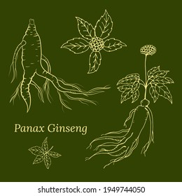 Drawing of leaves and root of ginseng. Ginseng root and berry vector drawing. A sketch of a medicinal plant. Linear graphic design. 