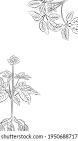 Drawing of leaves and root of ginseng. Ginseng root and berry vector drawing. A sketch of a medicinal plant. Linear graphic design. 
