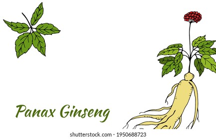 Drawing of leaves and root of ginseng. Ginseng root and berry vector drawing. A sketch of a medicinal plant. Linear graphic design. 
