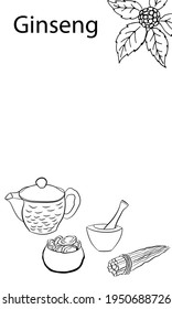 Drawing of leaves and root of ginseng. Ginseng root and berry vector drawing. A sketch of a medicinal plant. Linear graphic design. 
