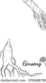Drawing of leaves and root of ginseng. Ginseng root and berry vector drawing. A sketch of a medicinal plant. Linear graphic design. 