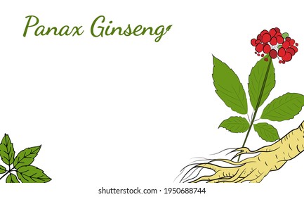 Dibujo de hojas y raíz de ginseng. Dibujo de la raíz y el vector de berry de Ginseng. Un boceto de una planta medicinal. Diseño gráfico lineal. 