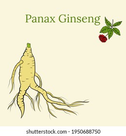 Zeichnung von Blättern und Wurzel von Ginseng. Ginseng-Wurzel- und Beerenvektorzeichnung. Eine Skizze einer Heilpflanze. Lineares Grafikdesign. 