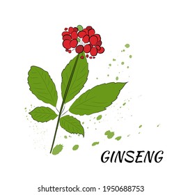 Dibujo de hojas y raíz de ginseng. Dibujo de la raíz y el vector de berry de Ginseng. Un boceto de una planta medicinal. Diseño gráfico lineal. 