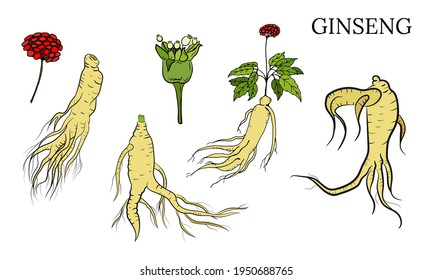 Drawing of leaves and root of ginseng. Ginseng root and berry vector drawing. A sketch of a medicinal plant. Linear graphic design. 