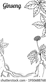 Drawing of leaves and root of ginseng. Ginseng root and berry vector drawing. A sketch of a medicinal plant. Linear graphic design. 