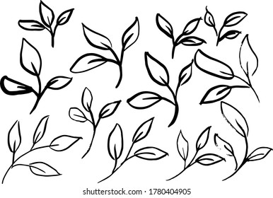 Drawing of leaves, twigs with three leaves.