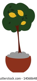 Drawing of Lemon tree with 3 lemons and leaves, vector, color drawing or illustration. 