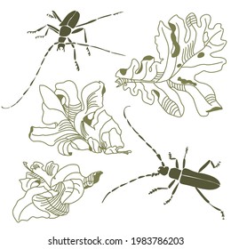 Drawing of a lesser oak barbel. Vector pattern of forest beetle and oak leaf for textiles