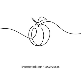 Drawing line apricot (peach, nectarine, plum) on the white background. Vector