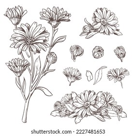 Drawing of the line of a calendula flower. Contour elements isolated on a white background. Vector set. An ingredient for herbal tea, medicinal and cosmetic preparations.