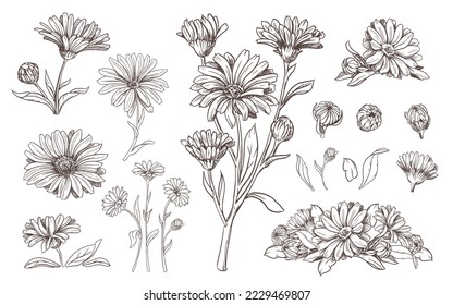 Drawing of the line of a calendula flower. Contour elements isolated on a white background. Vector set. An ingredient for herbal tea, medicinal and cosmetic preparations.