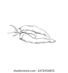 línea de dibujo. línea de arte - pimiento picante. Vector