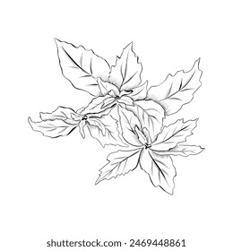 líneas de dibujo. line art food - albahaca verde. Vector minimalista