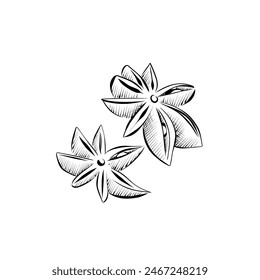 dibujo de líneas. arte de línea especias anís. Vector diseño minimalista