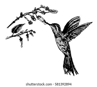 drawing little bird hummingbirds and flowering branch, hand drawn sketch vector illustration