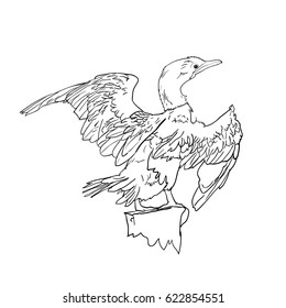 Drawing of Little cormorant bird hold on twig,vector illustration