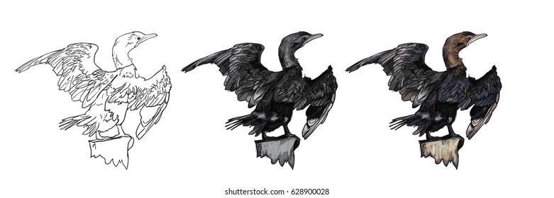 Drawing of Little cormorant bird hold on twig,vector illustration