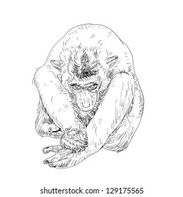Drawing of little monkey
