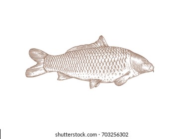 Drawing of live carp on the white