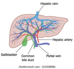 Drawing of the liver, showing the major blood vessels plus the gallbladder