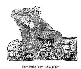 Drawing of lizard holding on the log