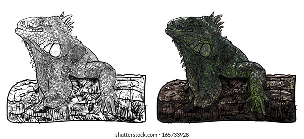 Drawing of lizard holding on the log