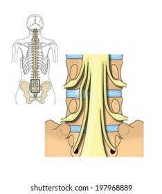 Drawing of the lumbar and sacral nerves