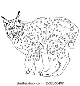 Drawing of a lynx on a white background for coloring with paints and pencils