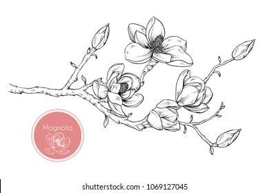 Drawing Magnolia flowers Black and white line illustration on a white background.