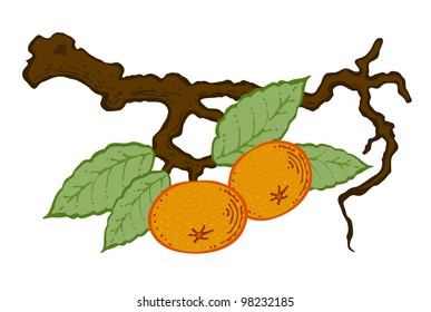 drawing mandarin with leaves on a branch vector