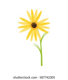 drawing marigold flower decorative plant vector illustration eps 10