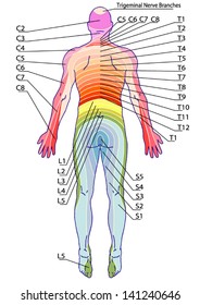 87 Dermatome Images, Stock Photos & Vectors | Shutterstock