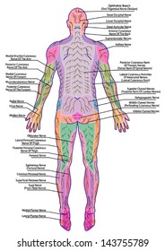 Drawing, Medical, Didactic Board Of Anatomy Of Human Pattern Of Peripheral Sensory Innervation System, The Diagram Shows Of The Area Affected By A Radicular Nerve Lesion, After Mumenthaler