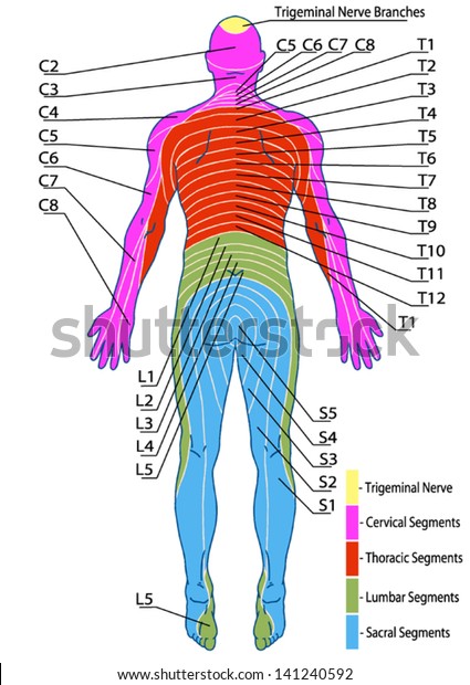 drawing, medical, didactic board of anatomy of human\
sensory innervation system, dermatomes and cutaneous nerve\
territories, segmental, radicular, cutaneous innervation of the\
posterior trunk wall