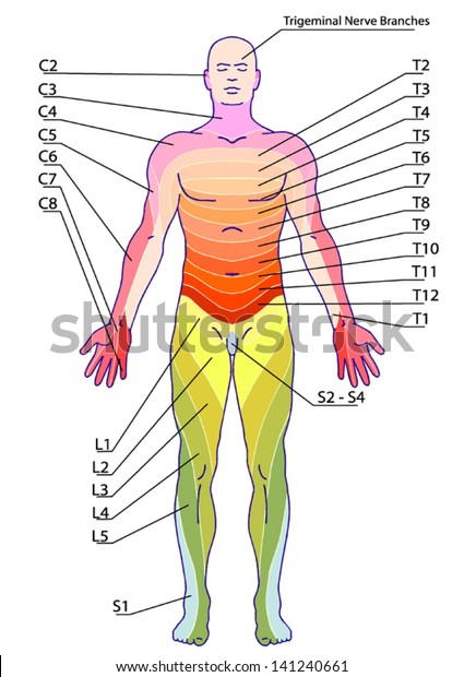 drawing, medical, didactic board of anatomy of human\
sensory innervation system, dermatomes and cutaneous nerve\
territories, segmental, radicular, cutaneous innervation of the\
anterior trunk wall